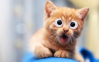 googly eyes craft