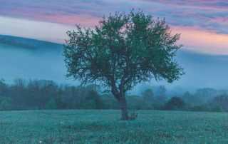 tree-of-life