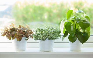 air purified indoor plants