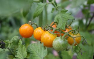 growing tomatos