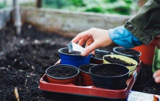 Veggies for Growing in Pots