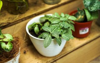 Potted plants care