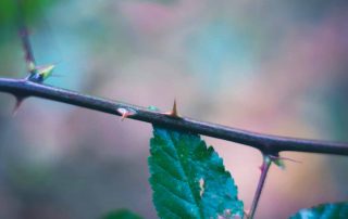 How to Remove Thorns from a Rose Safely?