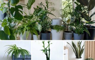best-10-fortune-feng-shui-plants-at-home