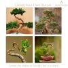 BEADNOVA Bonsai Training Wire 33 Feet Copper Plant Training Wire Aluminum Bonsai Tree Wire for Bonsai Plant Training (Copper, 1.5mm, 30m)