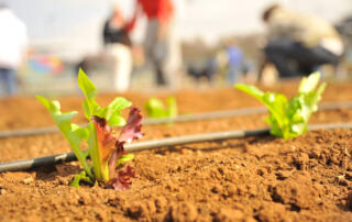 How-to-Install-Drip-Irrigation-System-for-Garden-Yourself